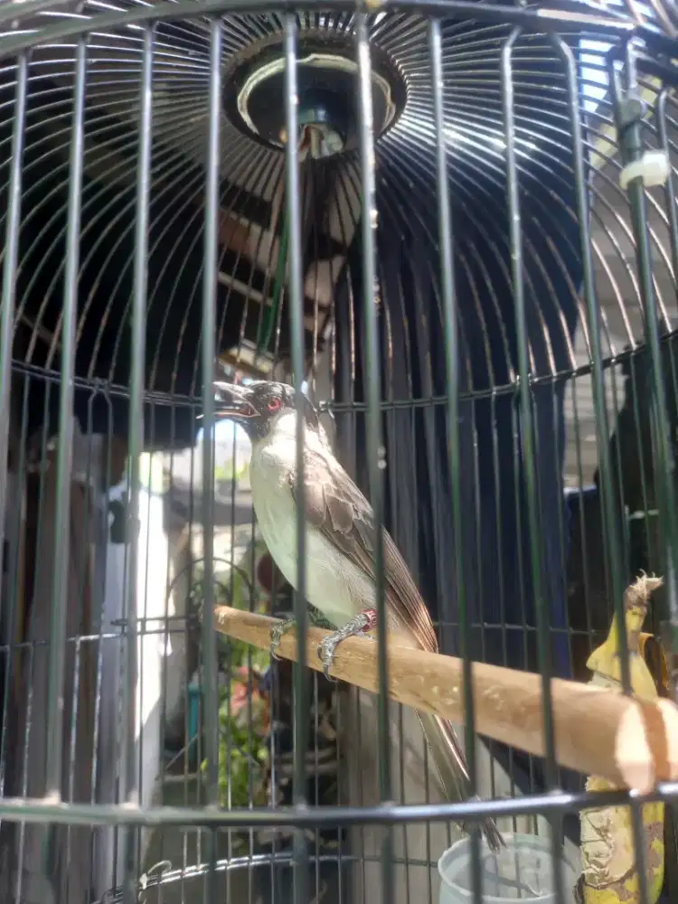 Burung kutilang jinak