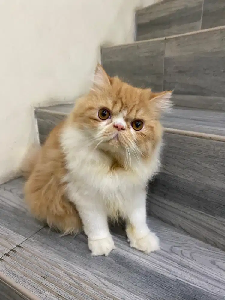 Kucing Persia Longhair Peaknose Jantan