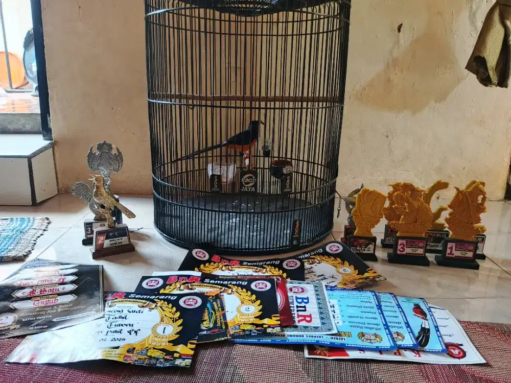 murai batu prestasi banyak mewah