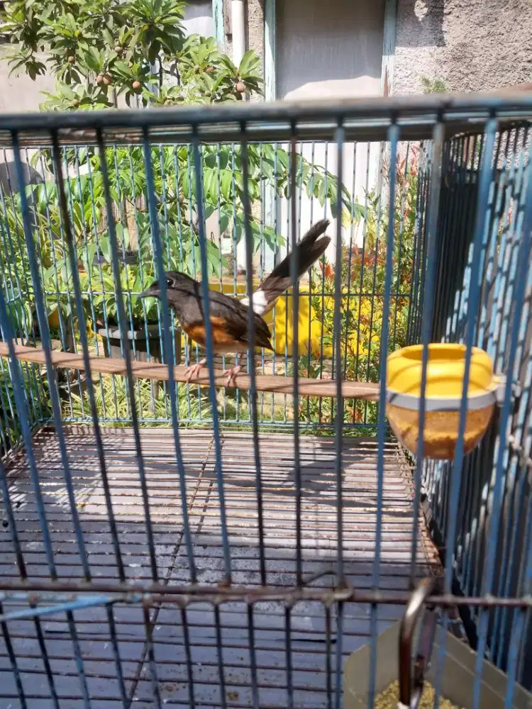 Murai Betina umur sekitar 10 bulan