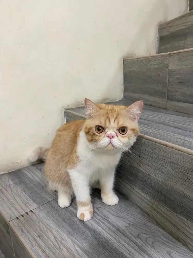 Kucing Exotic Shorthair Peaknose Jantan
