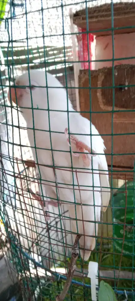 Lovebird albino mm