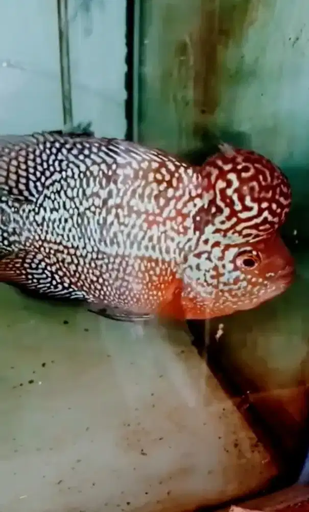 Louhan kamfa big head