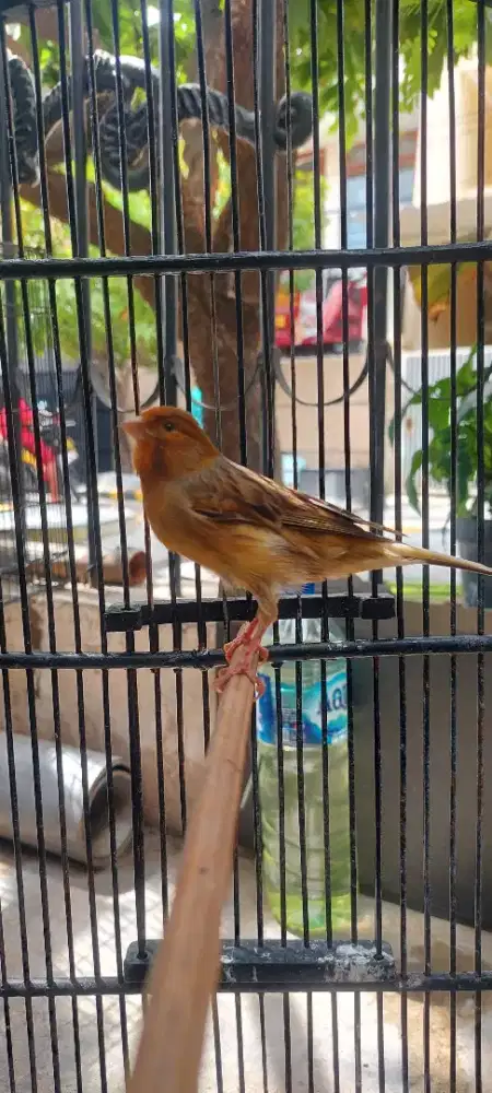 Kenari loper udah bunyi