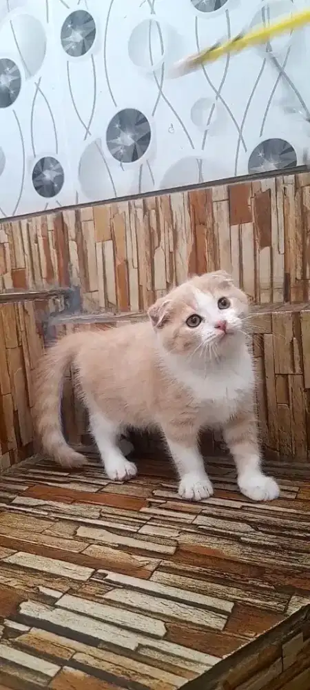 Kucing Scottish fold jantan