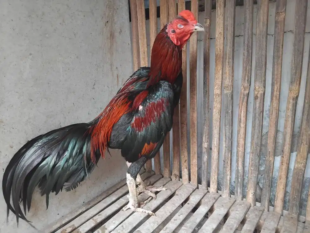 Ayam bangkok jual, barter/tt ayam muda