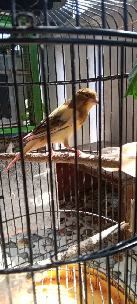 Kenari PAUD silangan red mozaik