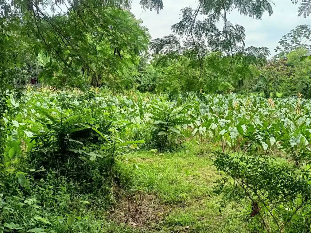 Kavling Kost Strategis 10 Menit IPB Dramaga Harga Termurah Investasi Cerdas Free SHM