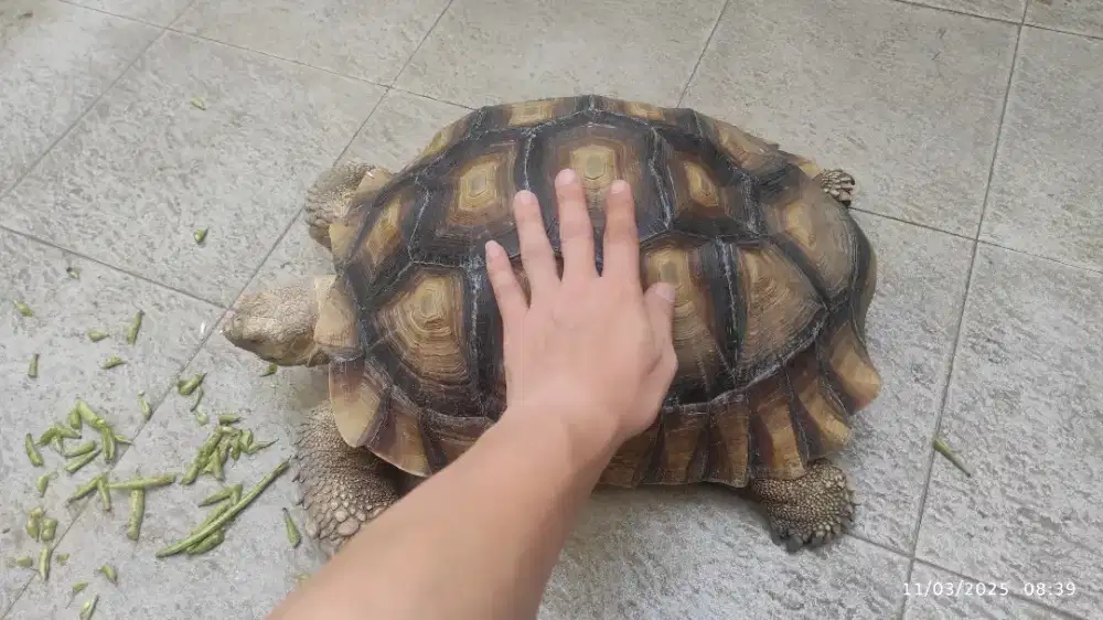 Dijual Kura Kura Sulcata, area Wisata Bukit Mas Srbaya