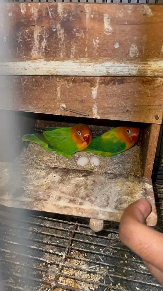 Lovebird indukan Biola, pb produk aktif