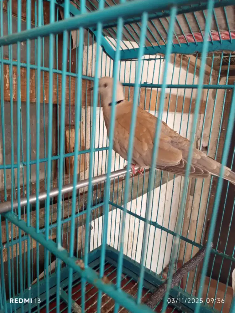 Pelung Gacor pakai ring