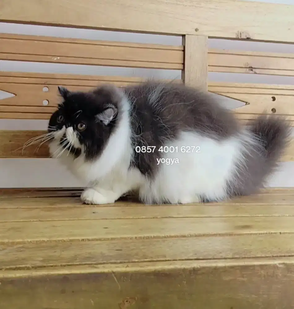 Kucing pesek longhair kitten