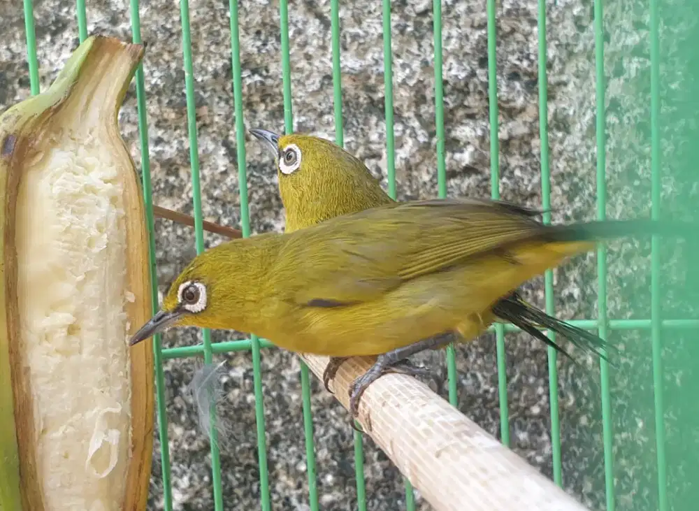 Pl3c1 d4kun jantan garut original