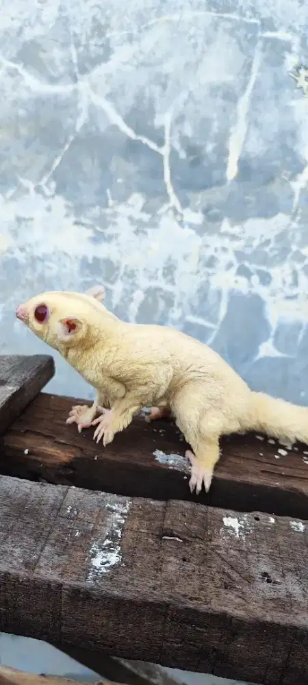 Sugar glider cremino