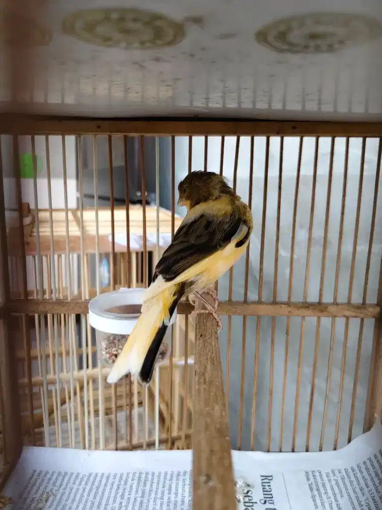 Kenari paud af bodi big