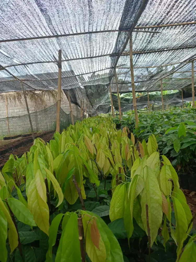 Jual bibit coklat Sambung MCC O2