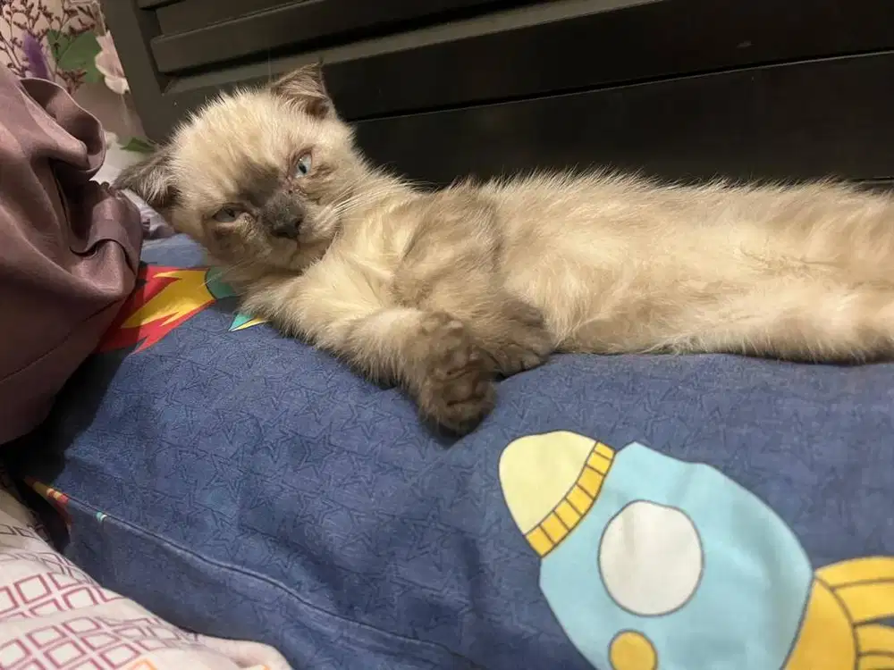 Munchkin 3 bulan Jantan