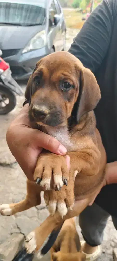 Anakan dari Pitbul dan Dobermen