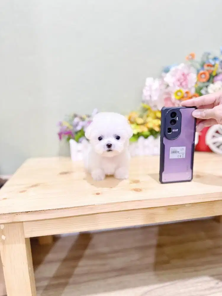 Korean mini bichon female size super kecil bloodline import korea