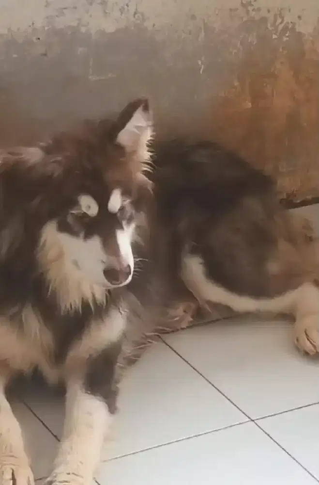 BORONGAN RED GIANT MALAMUT ( bandung)