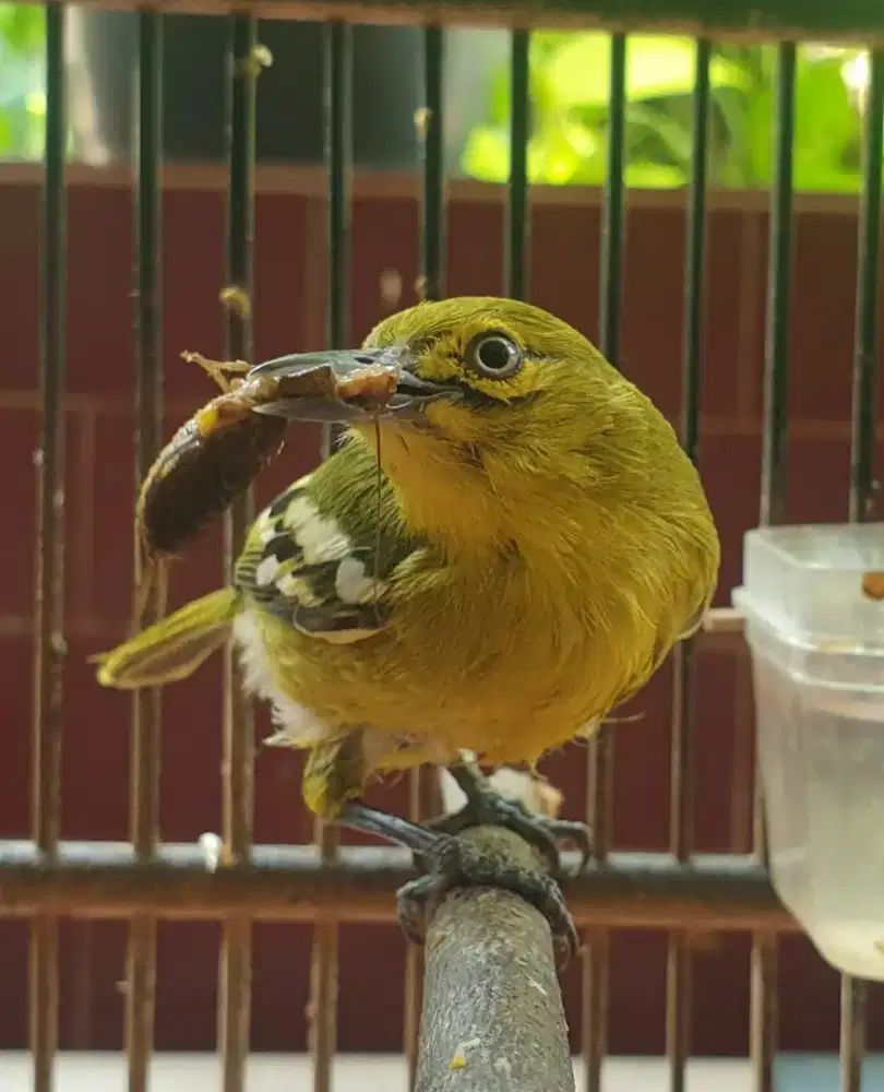 Cipow jantan harian nyiul purtot