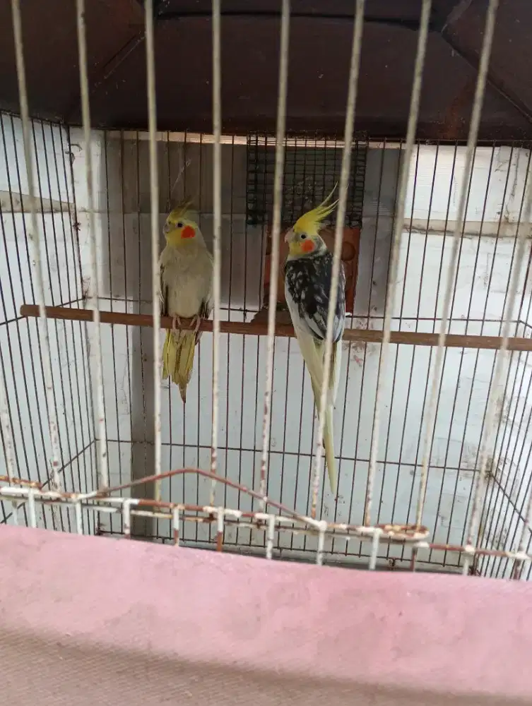 Falk sejodo belum produksi tinggal nunggu