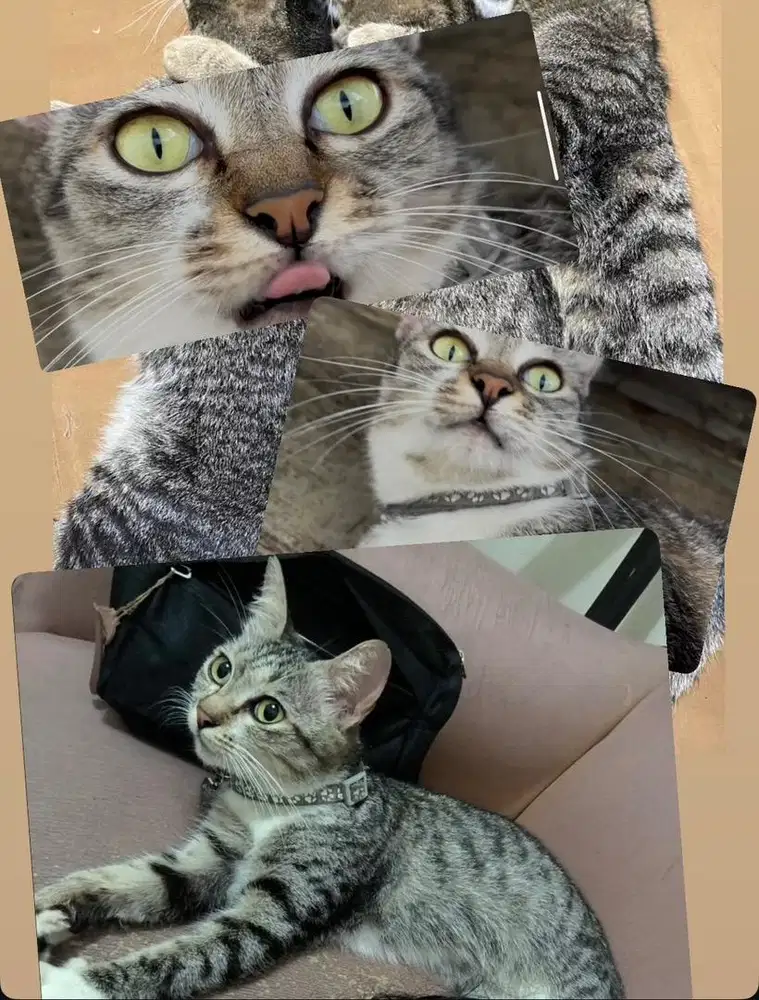 Open Adopt Kucing Domestik Betina 5 Tahun