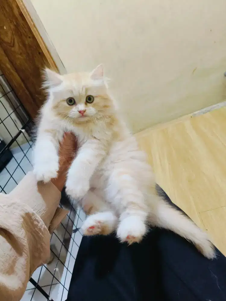 Kitten Persia jantan