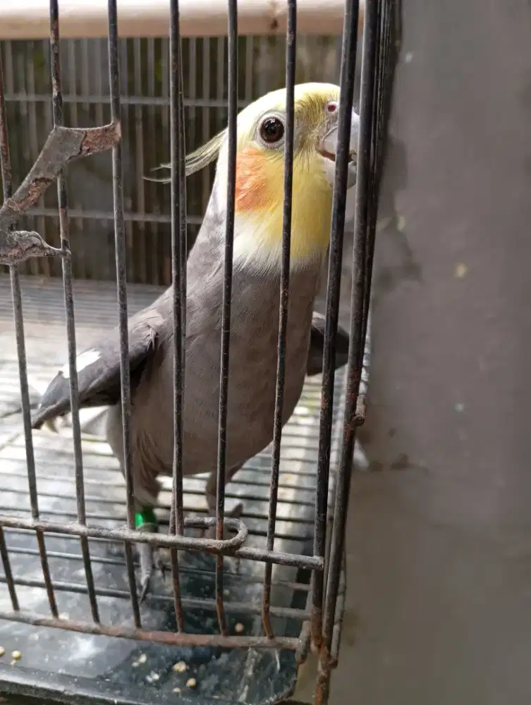 Falk janten sudah pandai nyiul