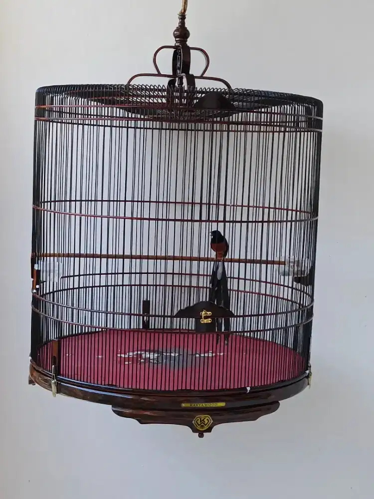 Burung Murai Batu dan Sangkar Solokeling