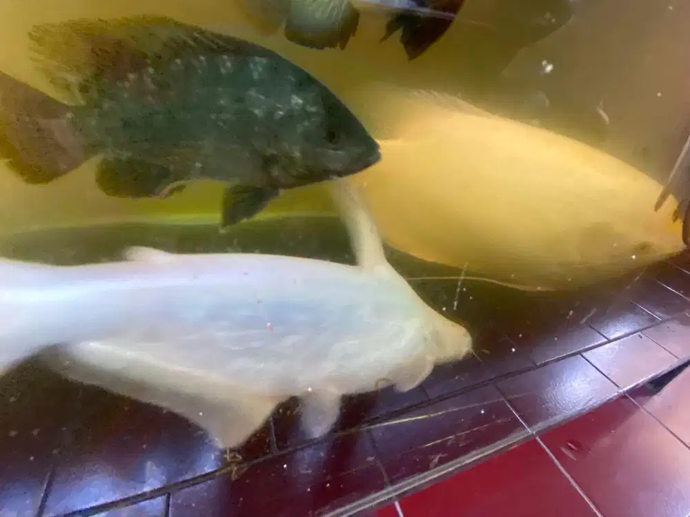 Gurame padang 5 jari minat wa aja