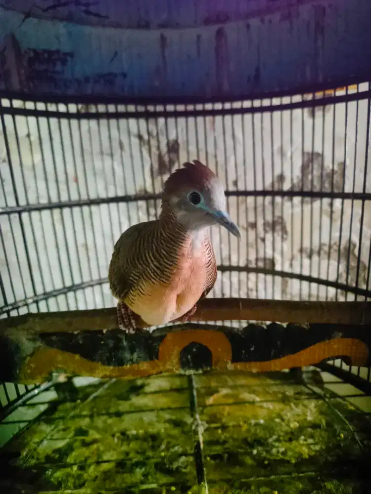 Perkutut Bangkok betina + sangkar