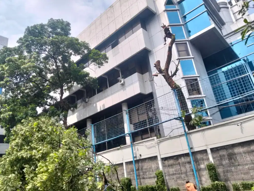 jasa tebang pohon dan potong rumput