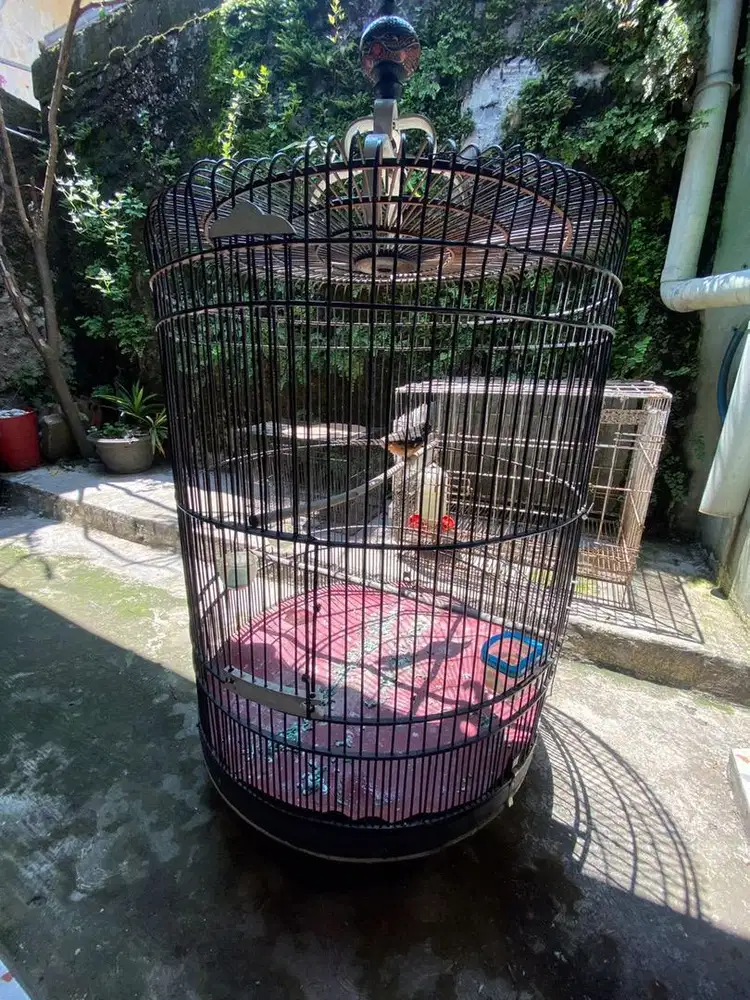 Murai betina bunyi rajin nyautin sma nyetrek jantan sehat minat wa