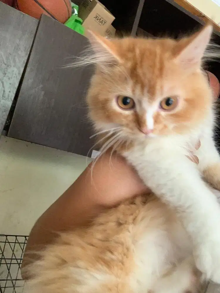 hkucing persia jantan