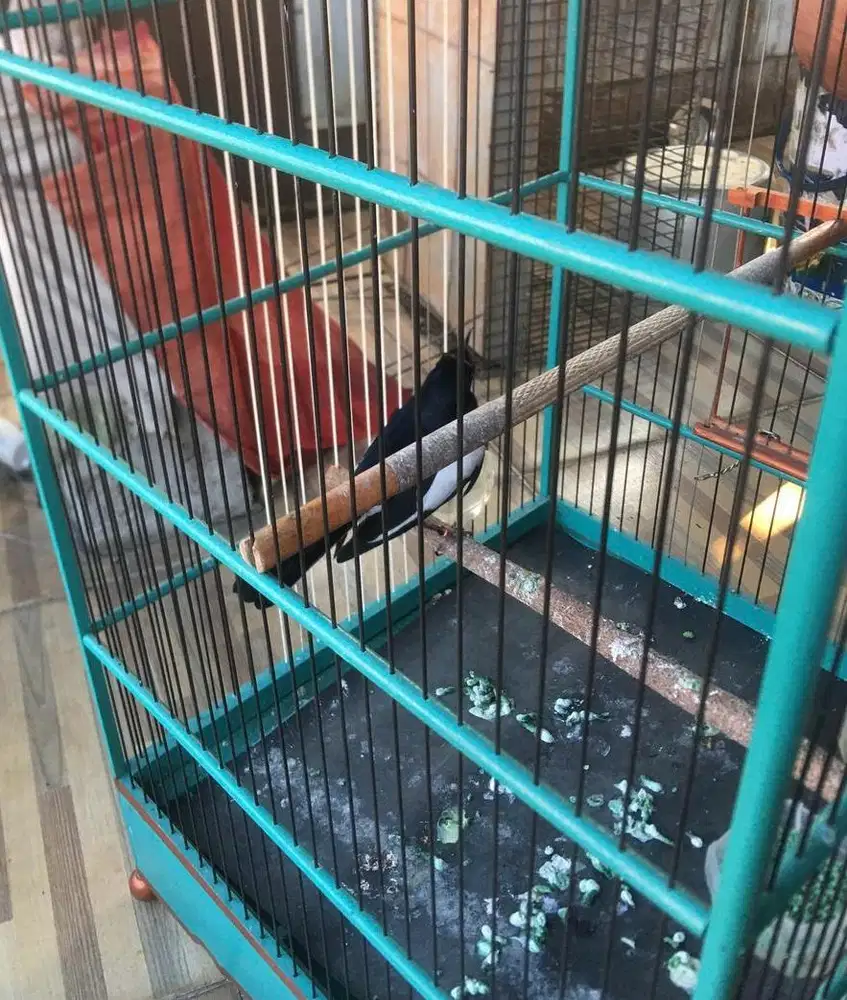 Kacer jantan gacor fullset minat wa aja