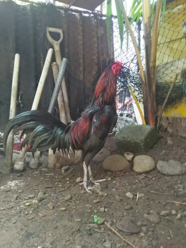 Ayam Bangkok Asli