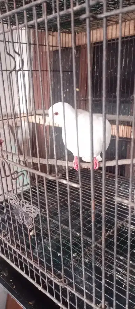 Burung Puter Mata merah