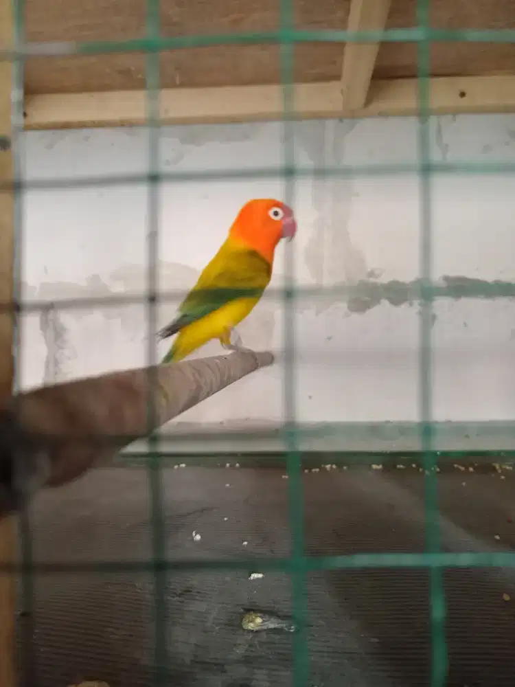 Lovebird ewing dewasa