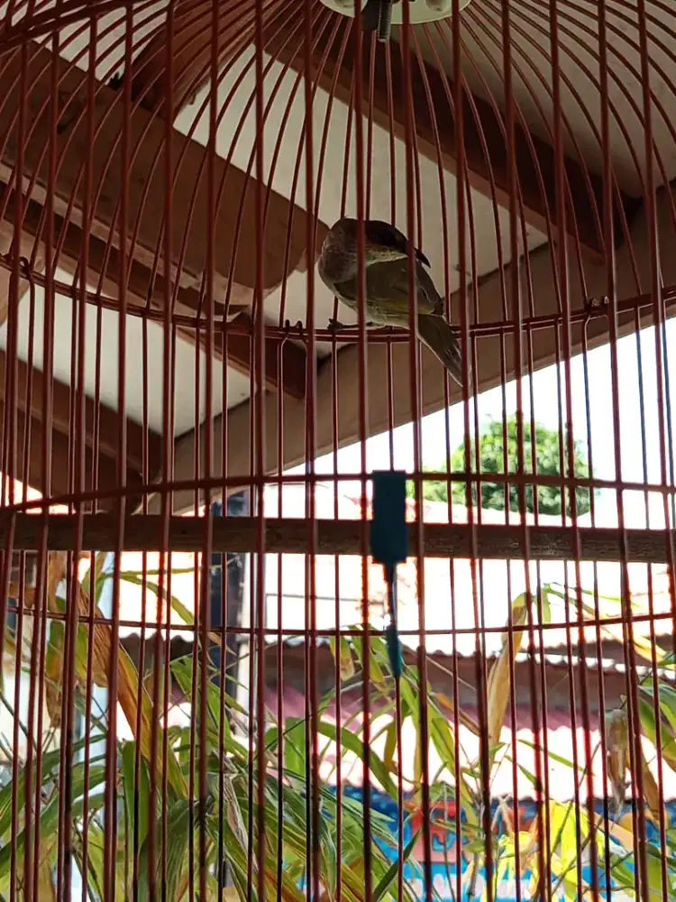 Burung cak kombo burja net