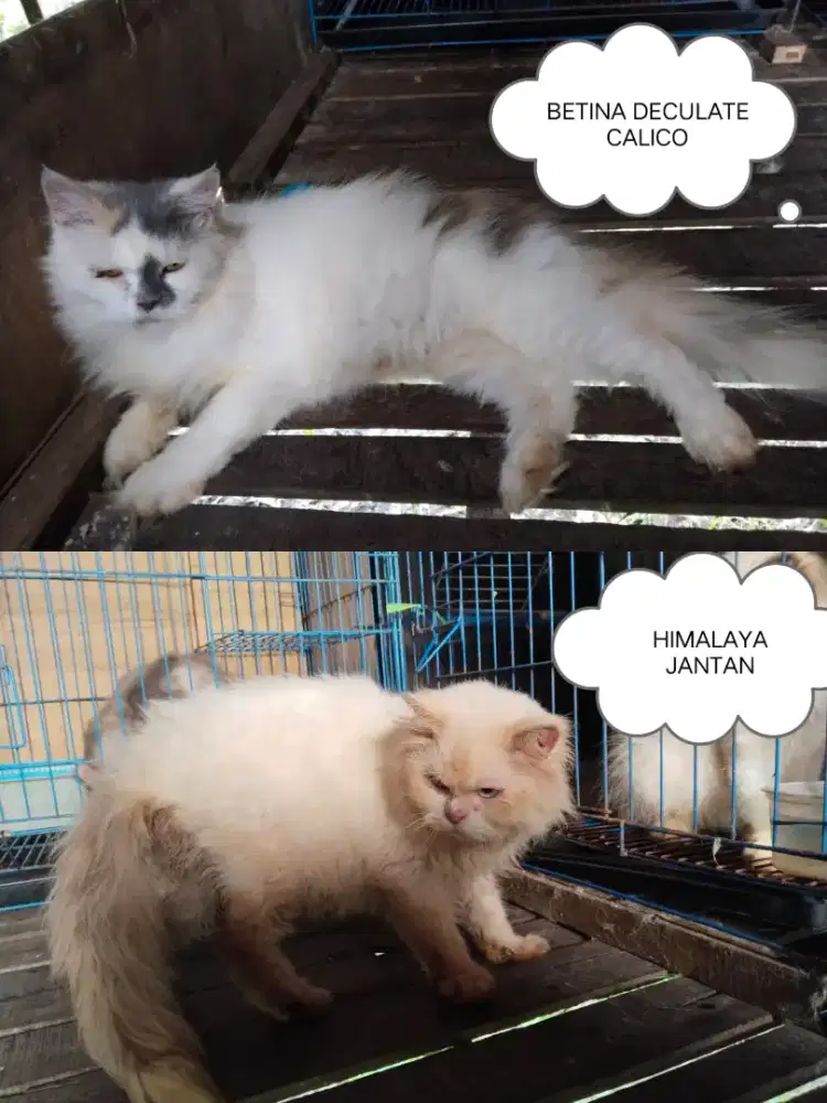 Indukan Persia betina dan Himalaya