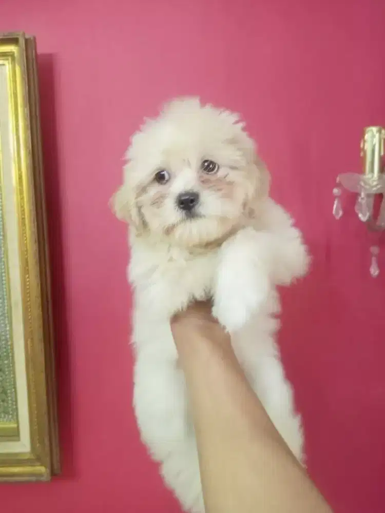 ANAK ANJING SHIPOO /SHIHTZU POODLE