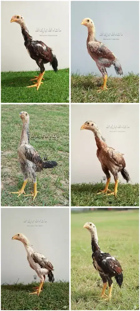 Anakan Shamo Eropa Sby