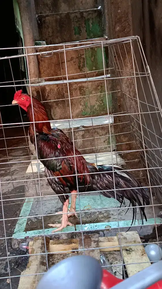 Ayam bangkok mangon muda