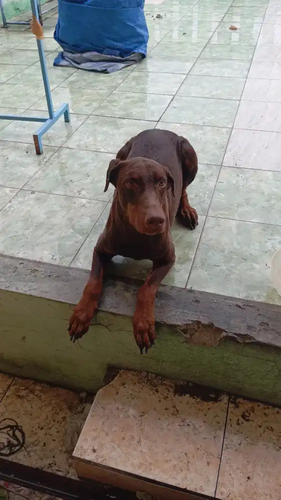 DOBERMAN JANTAN