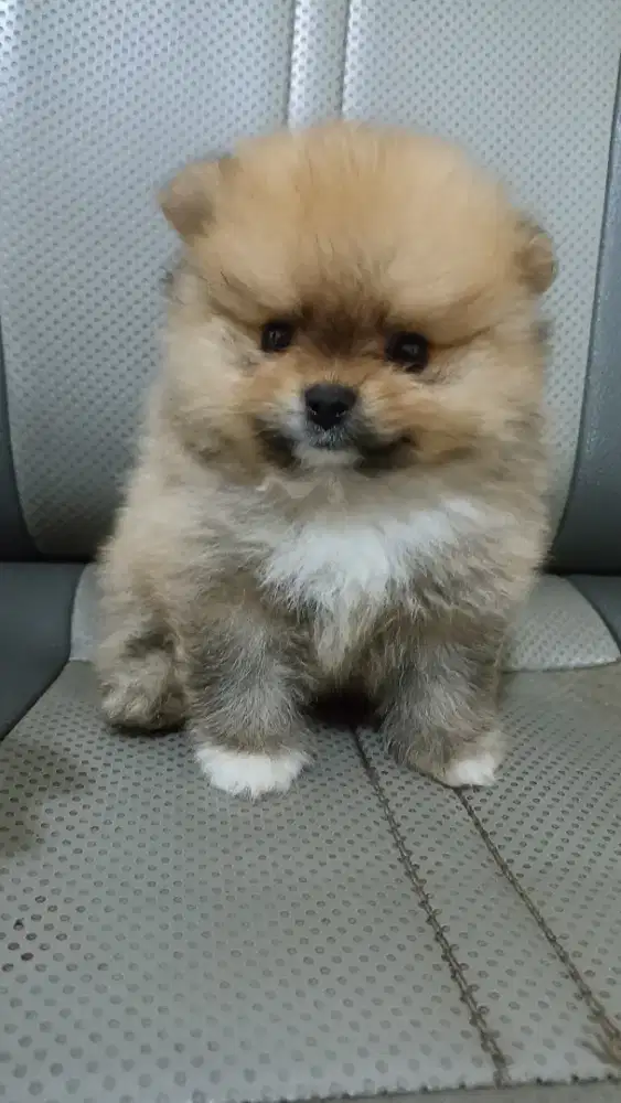 Jual Anjing pomerian