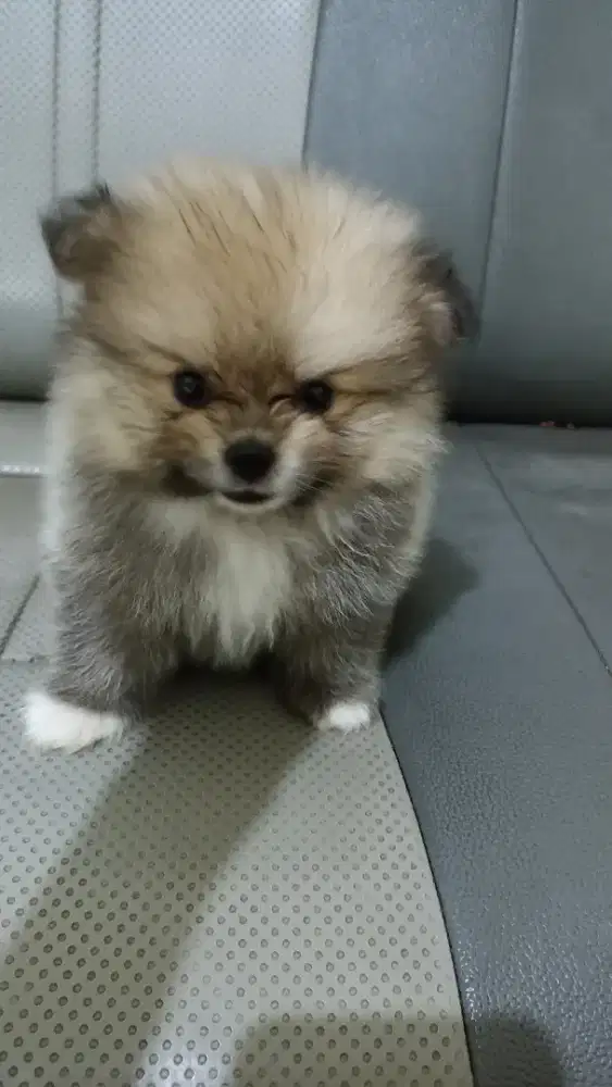 Jual Anjing Pomerian