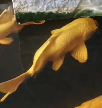 Fore sale borongan 3  Koi platinum biasa, platinum slayer, ogon kuning