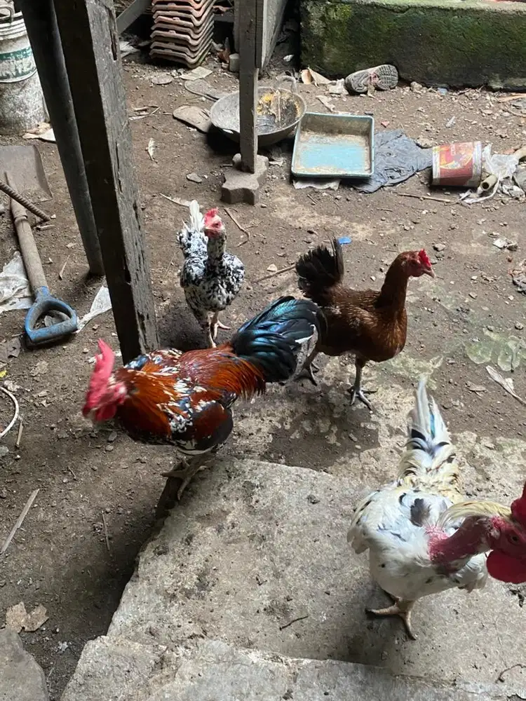 Ayam Kampung Super Sehat Siap Potong / Pelihara