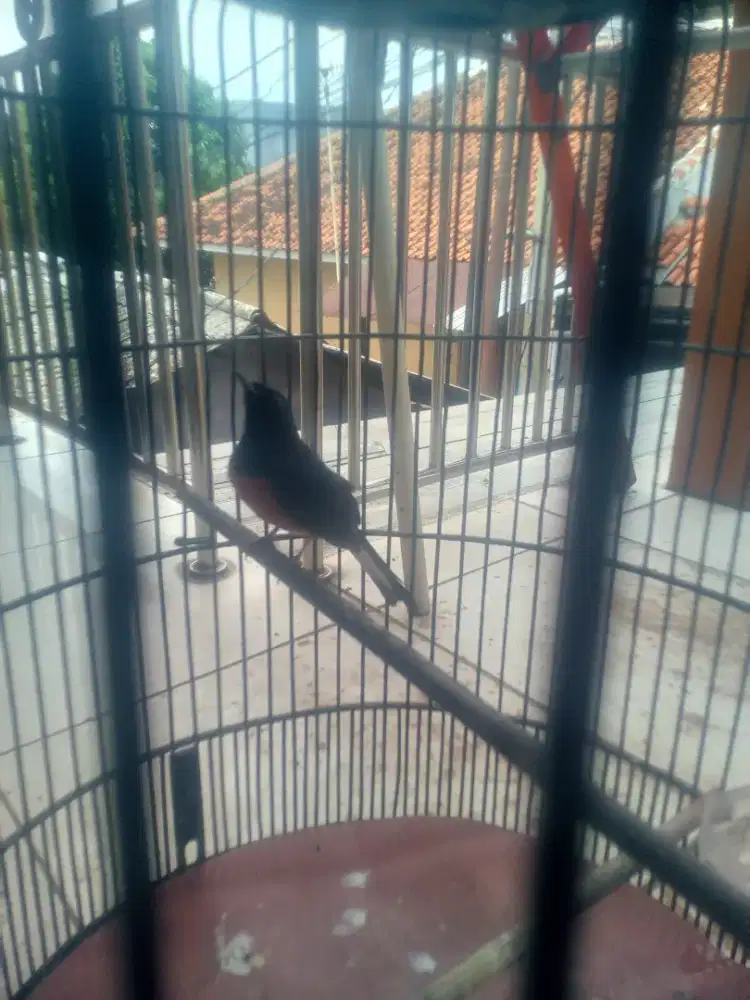 Murai batu Pastol kejinakan tinggal dengerin aja